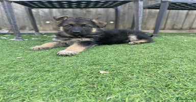 German Shepherd dogs - Advert 4