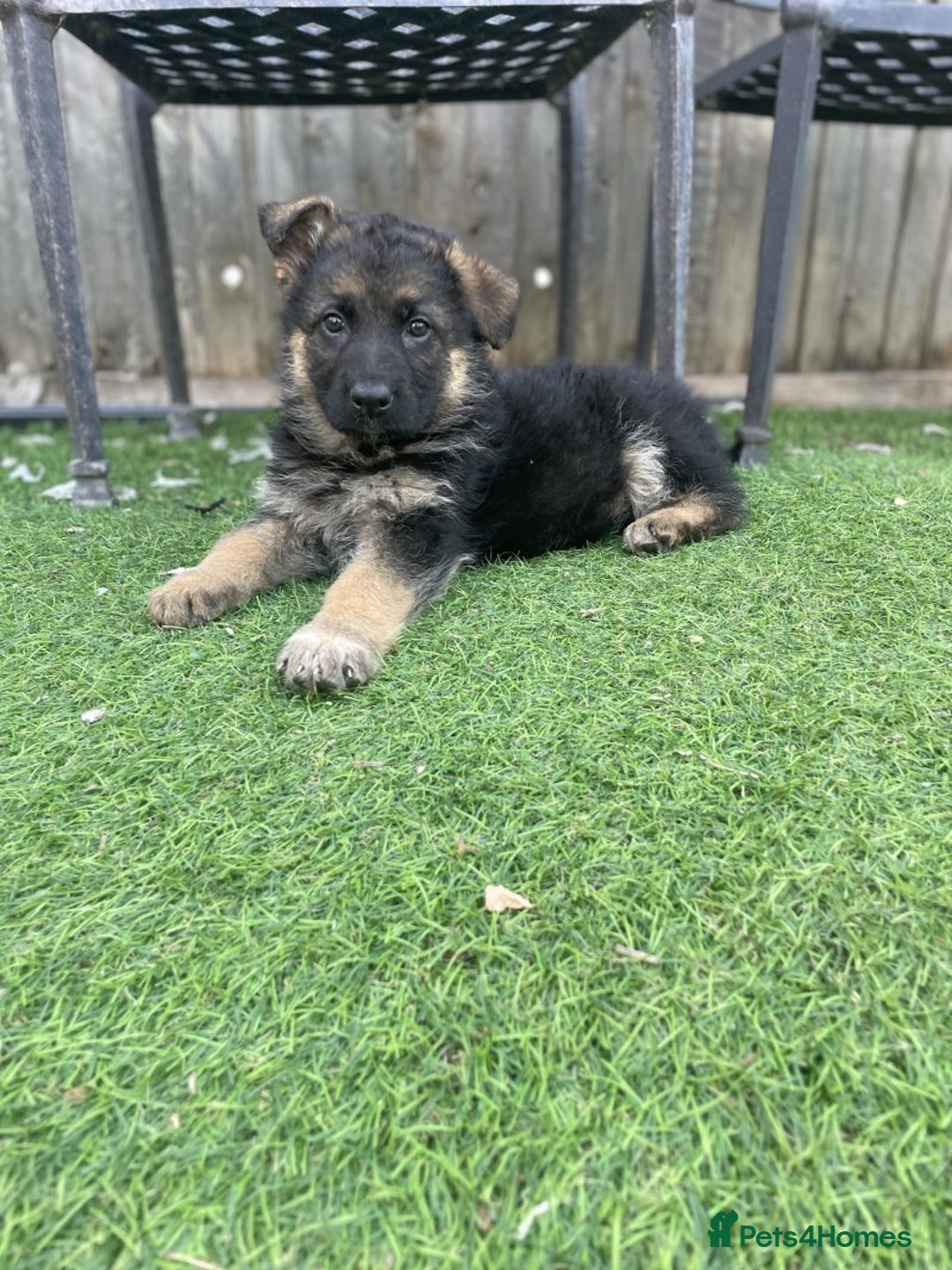 German Shepherd dogs for sale: Gorgeous and healthy German Shepherds Puppies - Image 3