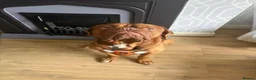 Dogue De Bordeaux dogs for stud: Beautiful male douge up for STUD  - Advert 8
