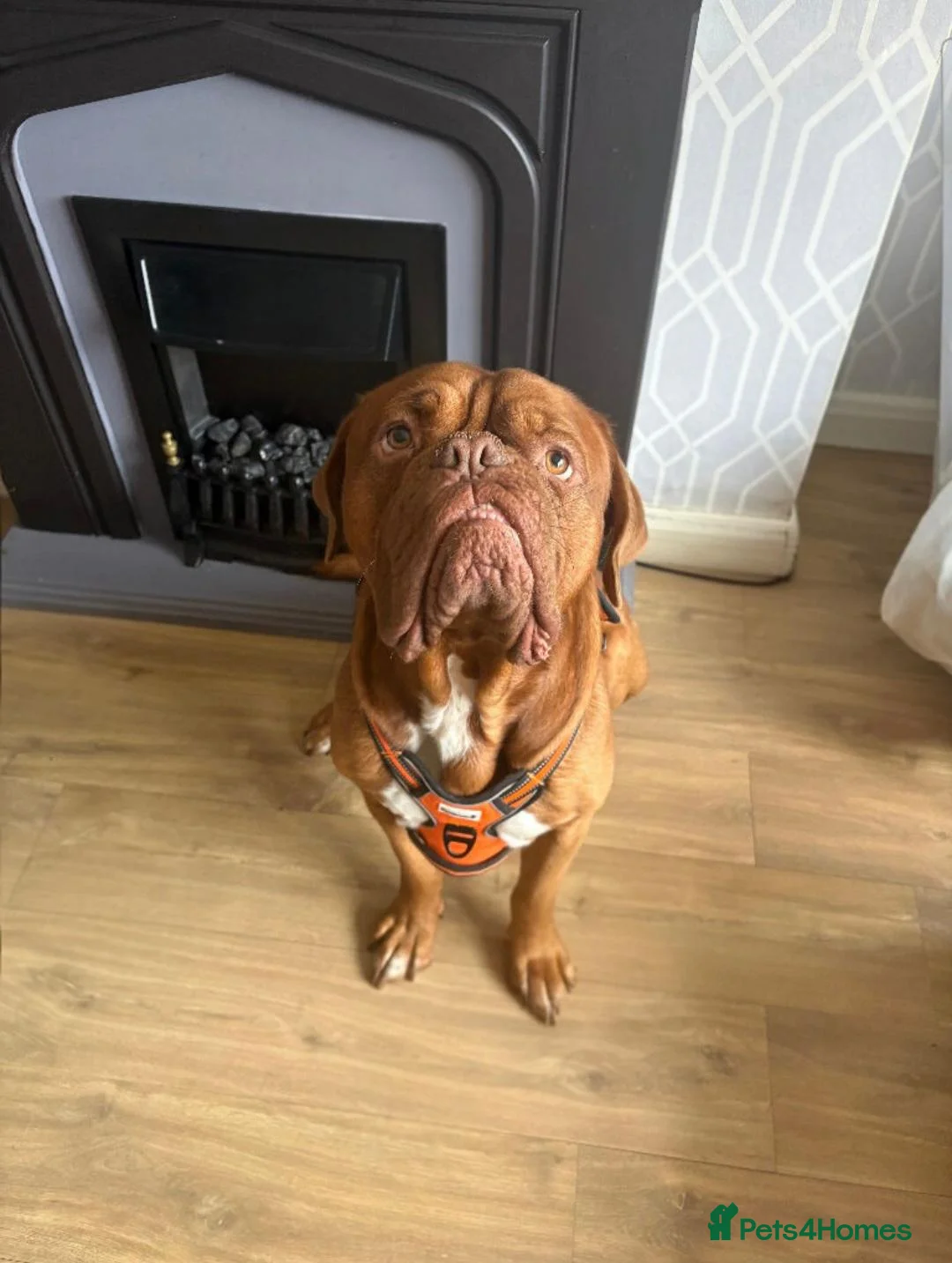 Dogue De Bordeaux dogs for stud: Beautiful male douge up for STUD  - Advert 8