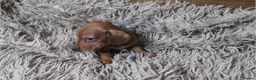 Miniature Dachshund dogs for sale: Mini Dachshund Puppies KC Ready start of March 🐾 - Advert 30