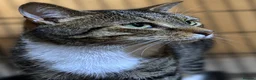 Mixed Breed cats for adoption: Bonded Brothers - 6 yrs - Loving, Playful, cheeky - Advert 3