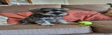 Miniature Schnauzer 2