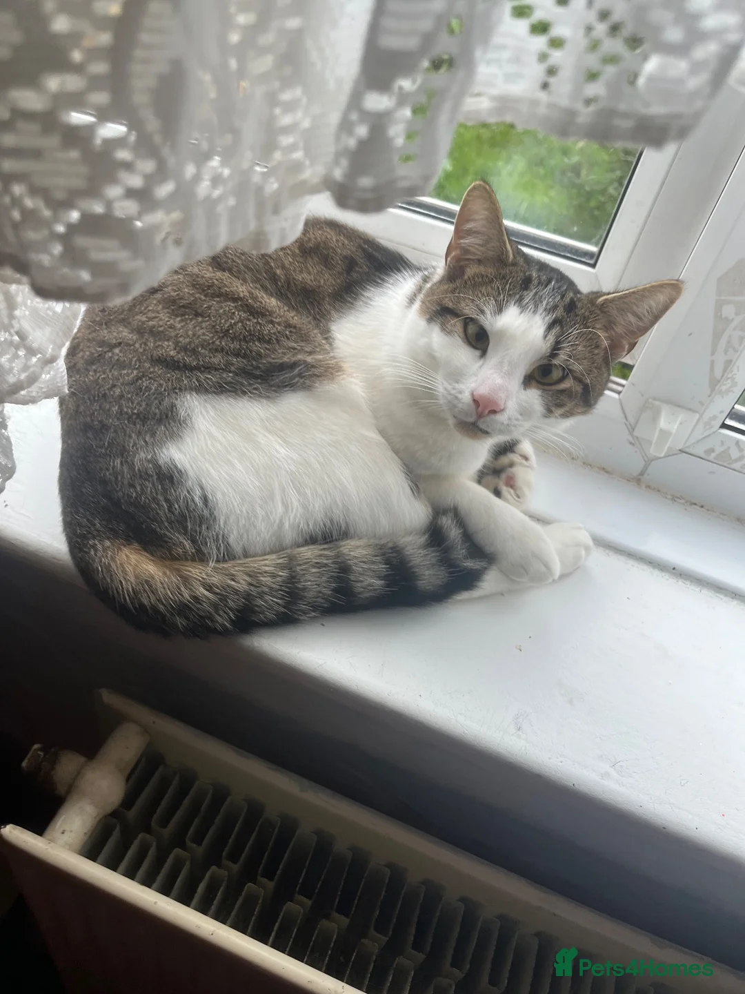 Mixed Breed cats for sale: 2 female and 1 male cat for sale  - Advert 7
