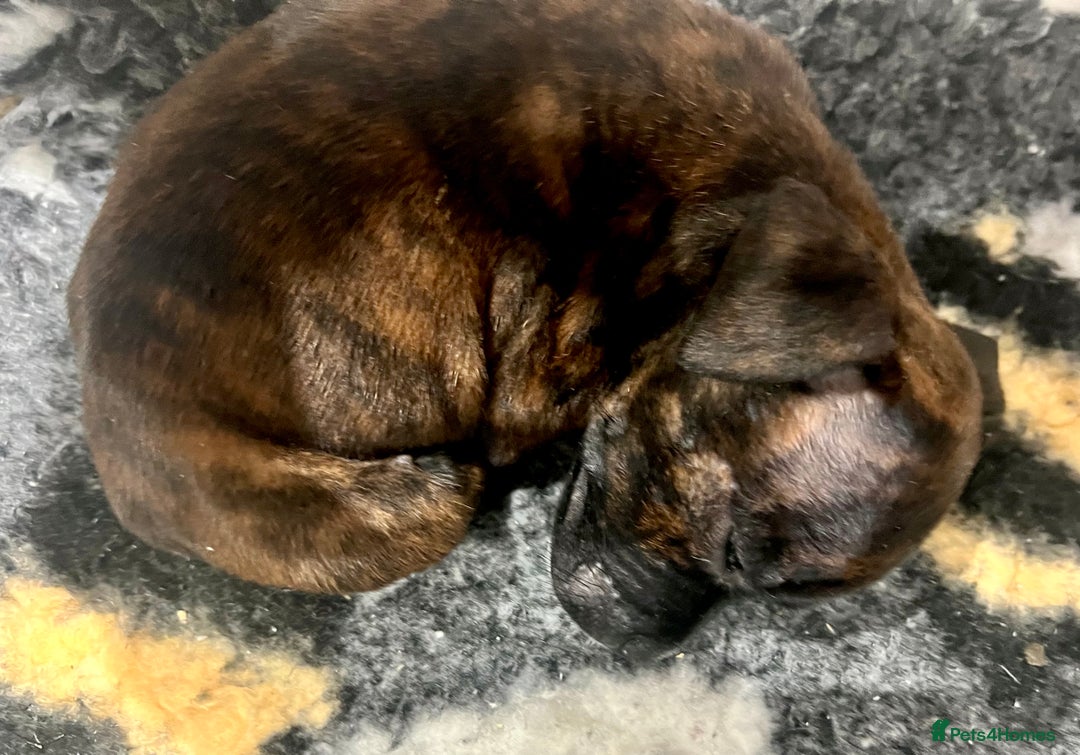 Staffordshire Bull Terrier dogs for sale: Brindle Stafford puppies 🐾🧡🖤 - Advert 2