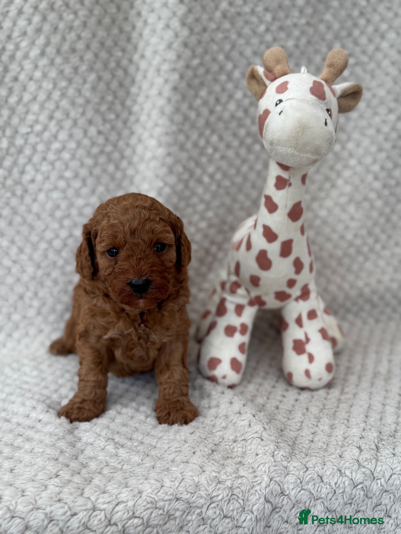 Cavapoo dogs Red curly cavapoo puppies  - Advert 1