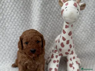Cavapoo dogs Red curly cavapoo puppies - Advert 1