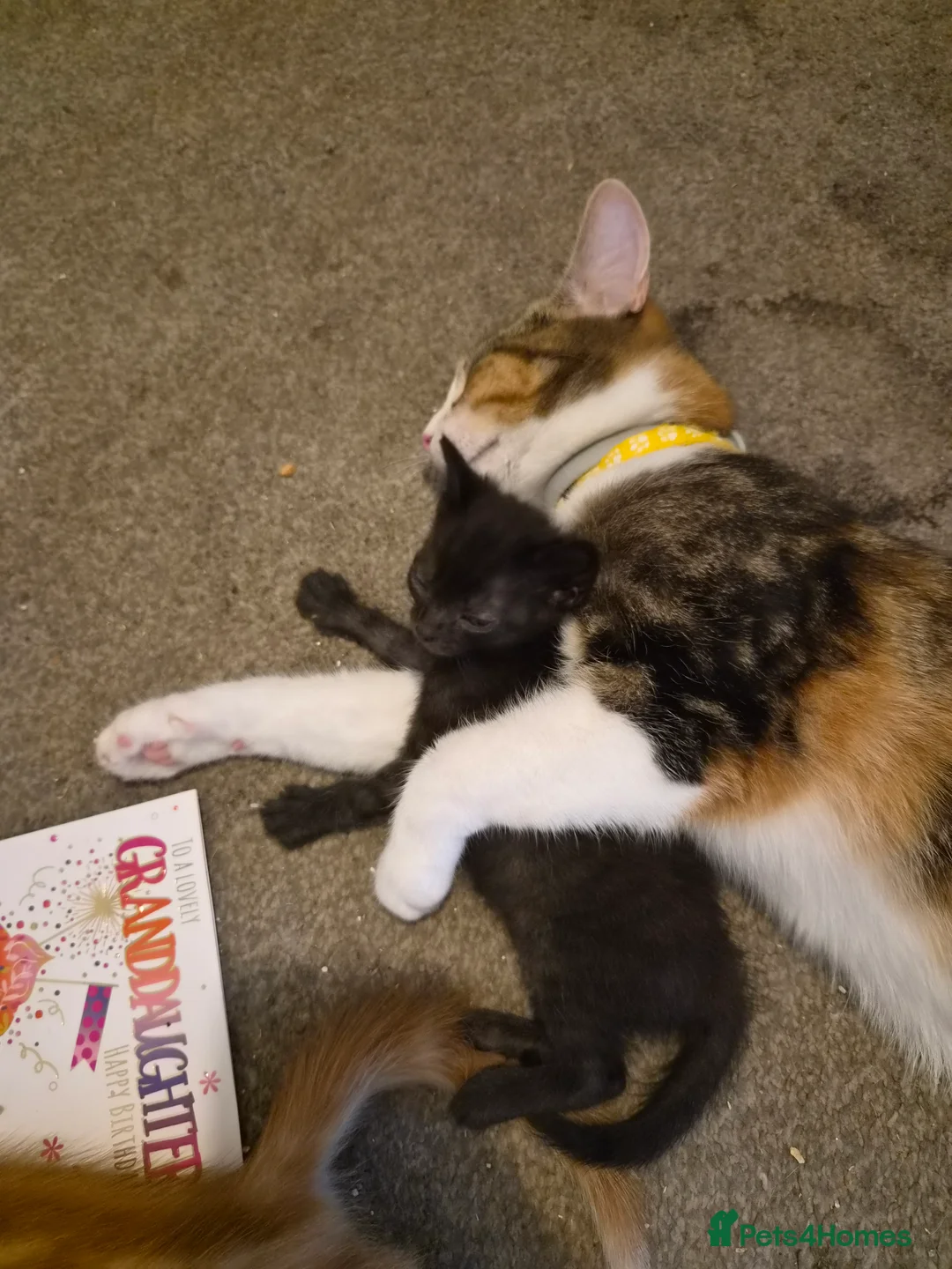 Mixed Breed cats for sale: Beautiful kittens - Advert 5