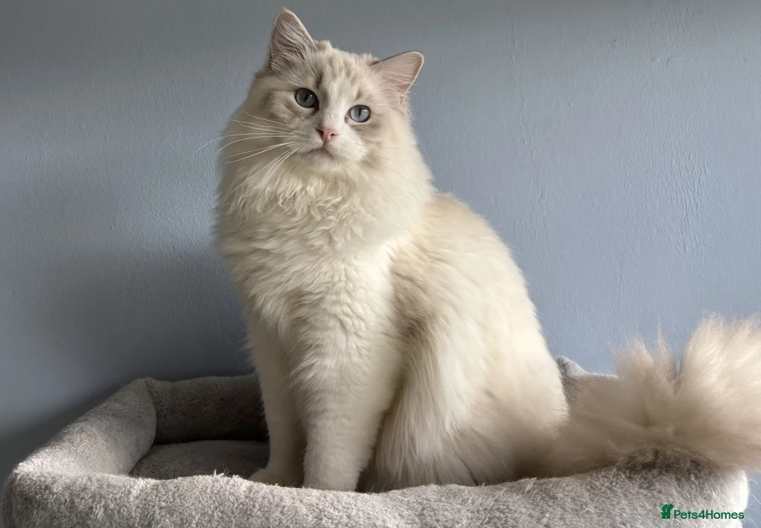 Ragdoll cats for sale: The last Boy Pedigree Ragdoll  Available - Advert 2