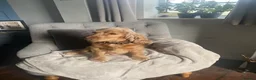 Cockapoo dogs for sale: Beautiful F1 Cockapoo Pups in Dereham - Advert 9