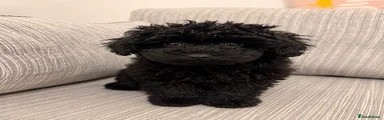 Schnoodle Puppy 4