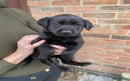 Labrador Retriever dogs for sale: Labrador puppies  - Image 5