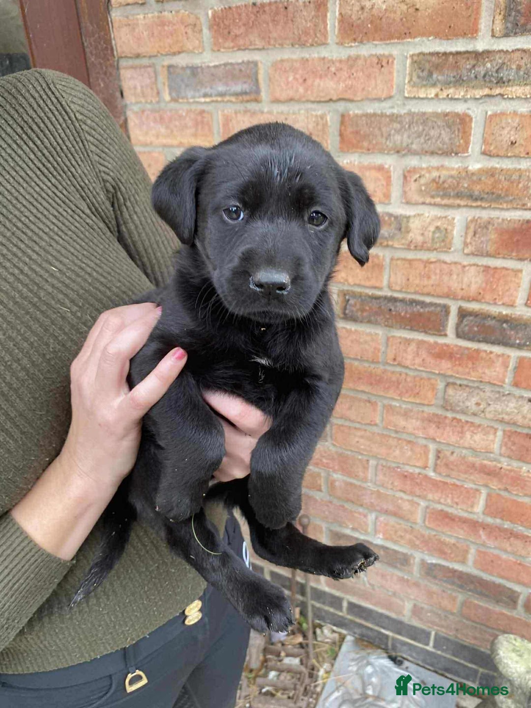 Labrador Retriever dogs for sale: Labrador puppies  - Image 5