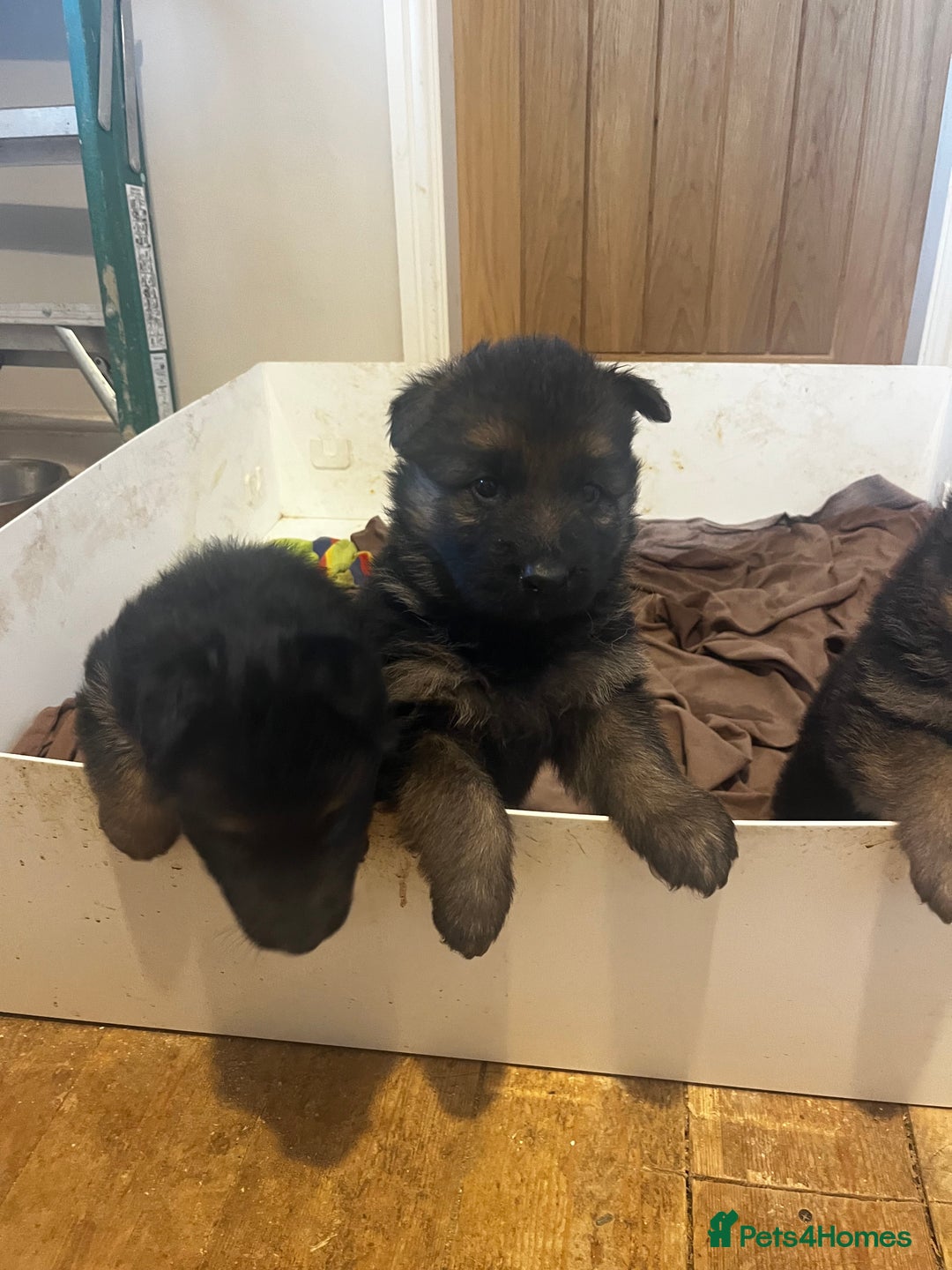 German Shepherd dogs for sale: German shepherds pups - Advert 4