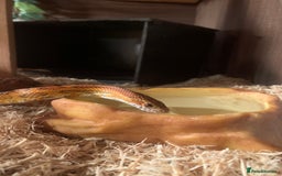 Corn Snake reptiles for sale:  Zep the cornsnake - Image 15
