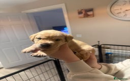 Labrador Retriever dogs for sale: Labrador puppies  - Image 17