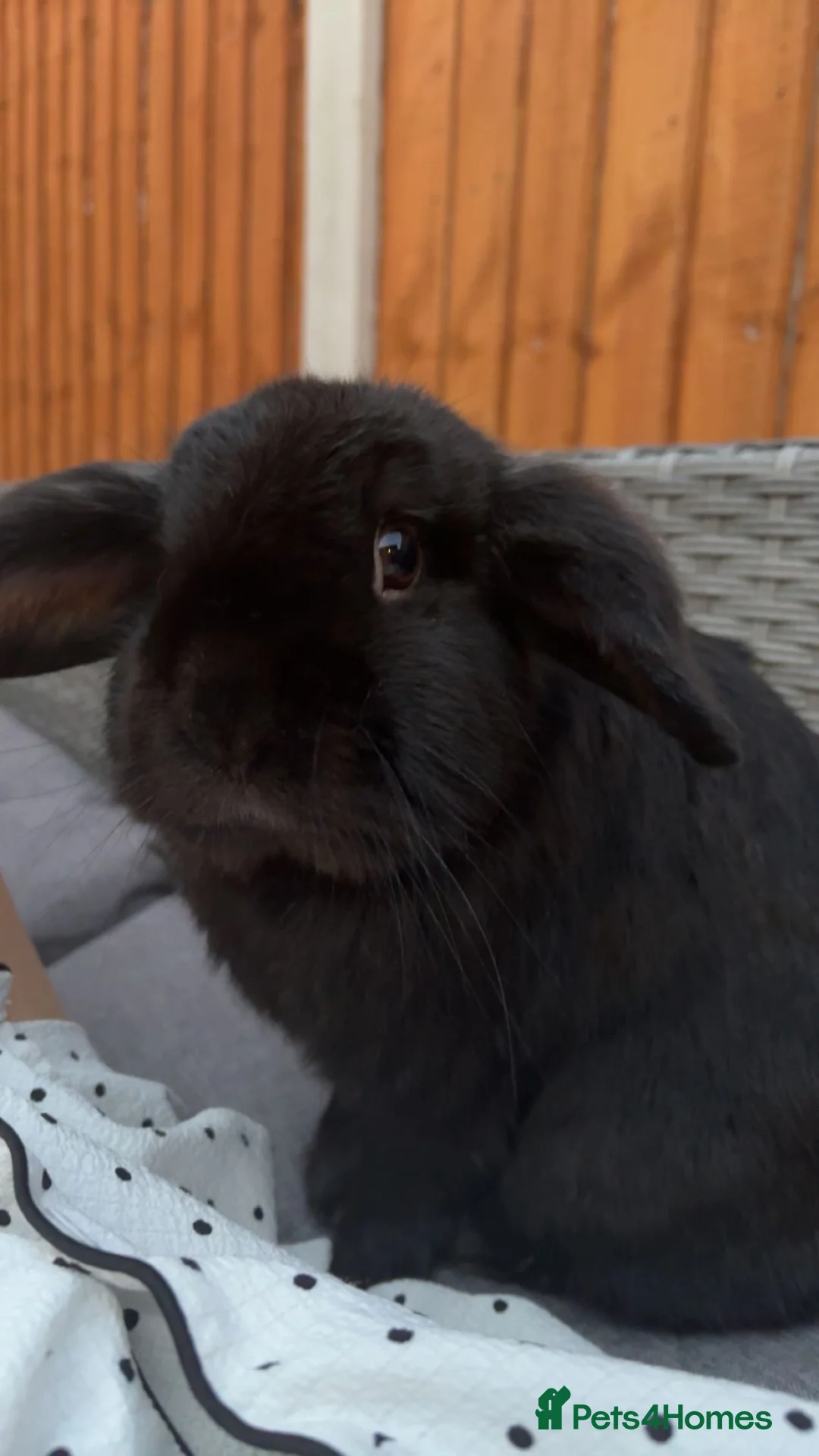 Mini Lop rabbits for sale: 2mini lop boys  in Chester - Advert 2