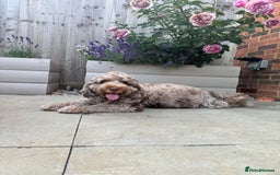 Cockapoo dogs for sale: Merle, Tri& Chocolate f2 Cockapoos (8boys 3girls!) - Image 24