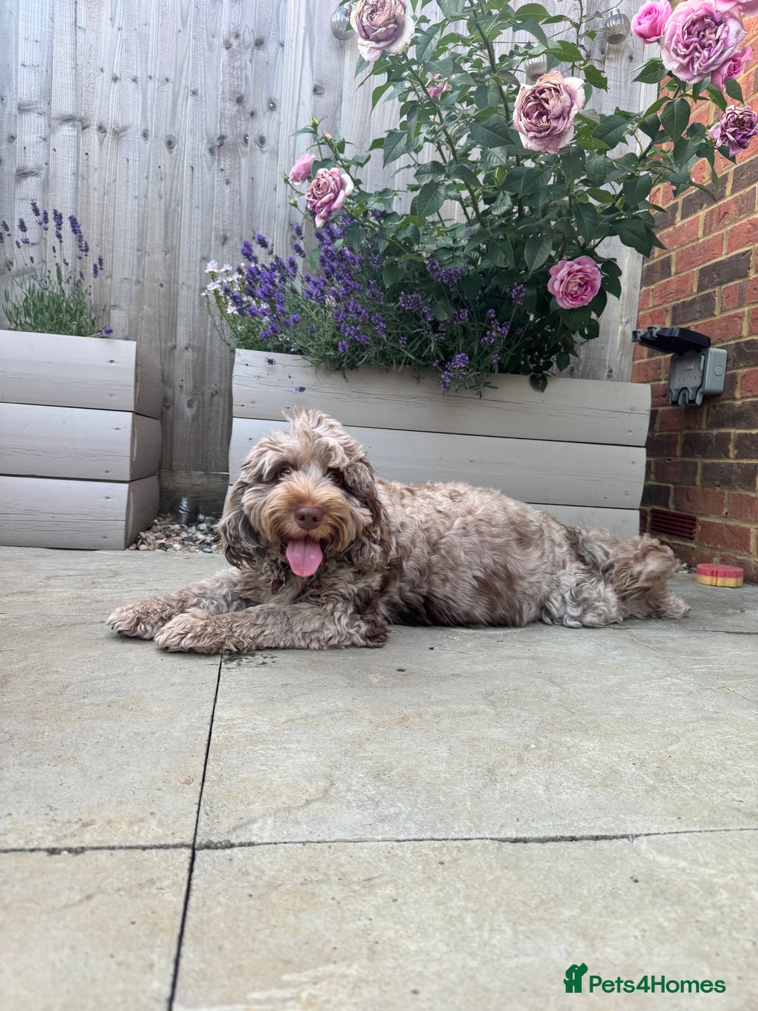 Cockapoo dogs for sale: Merle, Tri& Chocolate f2 Cockapoos (8boys 3girls!) - Image 24