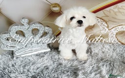 Maltese dogs for sale: KC Reg Korean type- Maltese Puppies by Emperatrice - Image 23