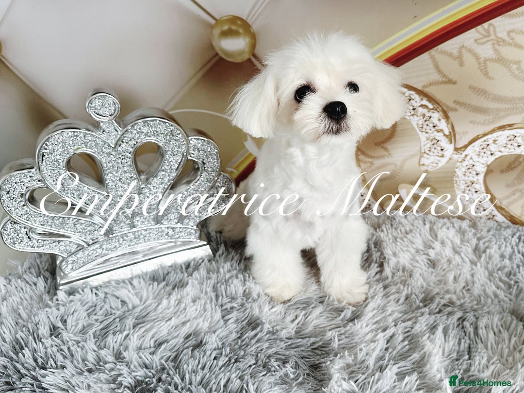 Maltese dogs for sale: KC Reg Korean type- Maltese Puppies by Emperatrice - Image 23