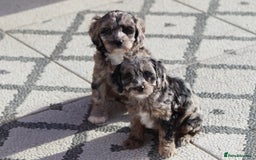 Cavapoo dogs for sale: F1 Cavapoo puppies for sale - Image 12