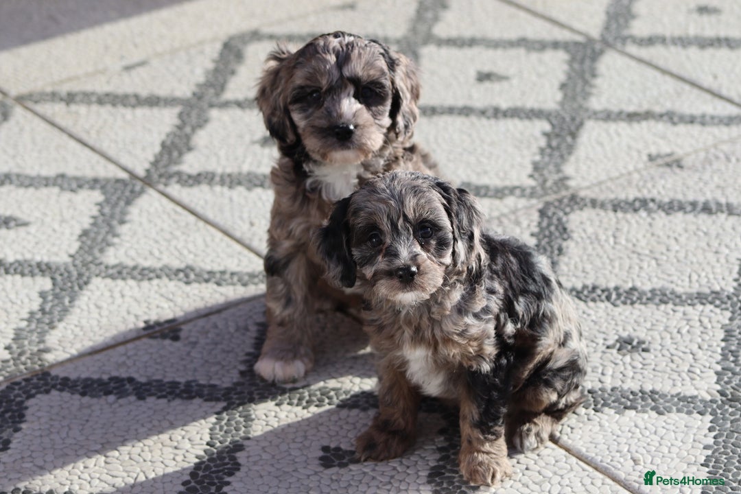 Cavapoo dogs for sale: F1 Cavapoo puppies for sale - Image 12