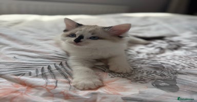 Ragdoll cats - Advert 3