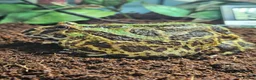 Frog reptiles for sale: Pacman Frog & Full Set Up For Sale  in York - Advert 2