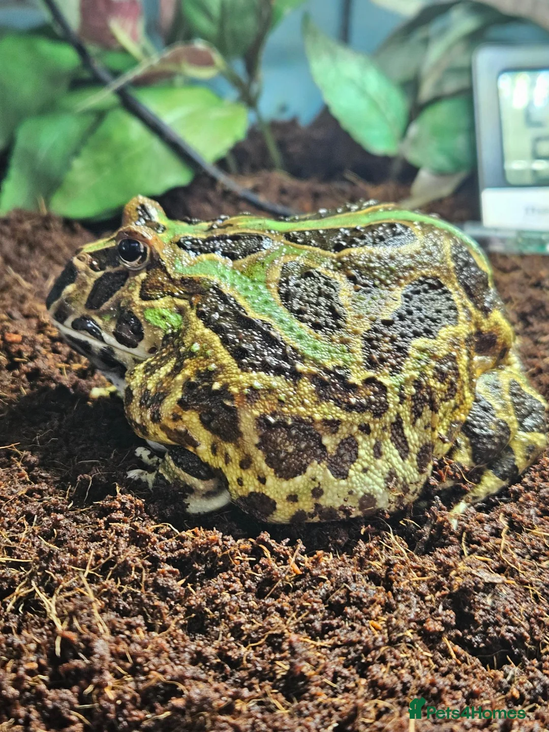 Frog reptiles for sale: Pacman Frog & Full Set Up For Sale  in York - Advert 2