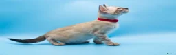 Bengal cats for sale: TICA Registered Snow & Charcoal Bengal Kittens - Advert 12