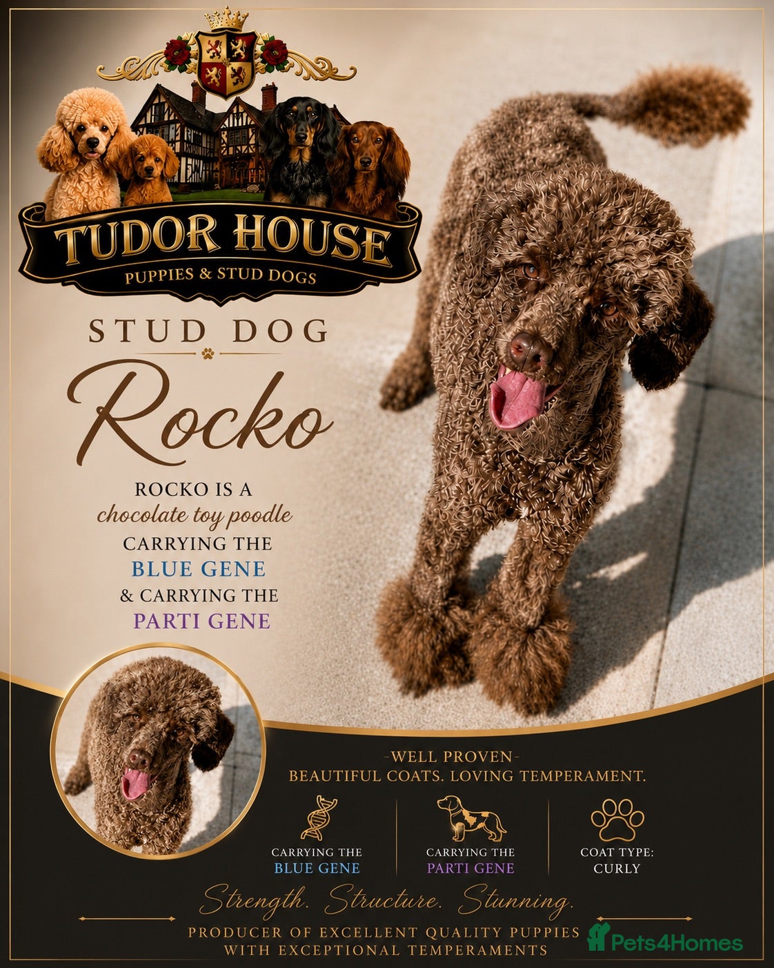 Toy Poodle dogs REDUCED Registered Toy Poodle Puppies - Advert 2