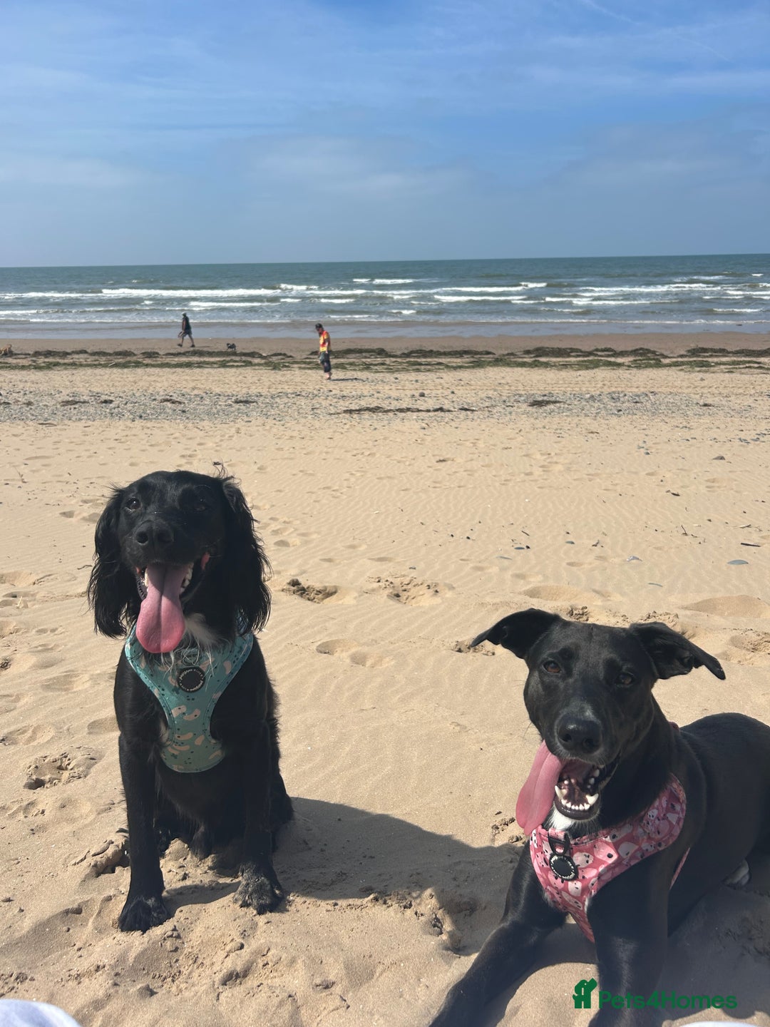 Mixed Breed dogs for sale: Maisie German Shepard X Dalmation - Advert 6