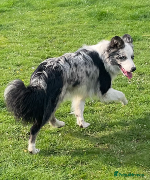 Border Collie dogs ISDS/KC Registered Blue Merle in Pontypool - Advert 10