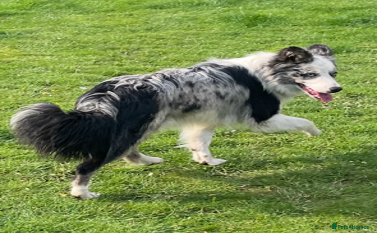 Border Collie dogs in Pontypool - Advert 1