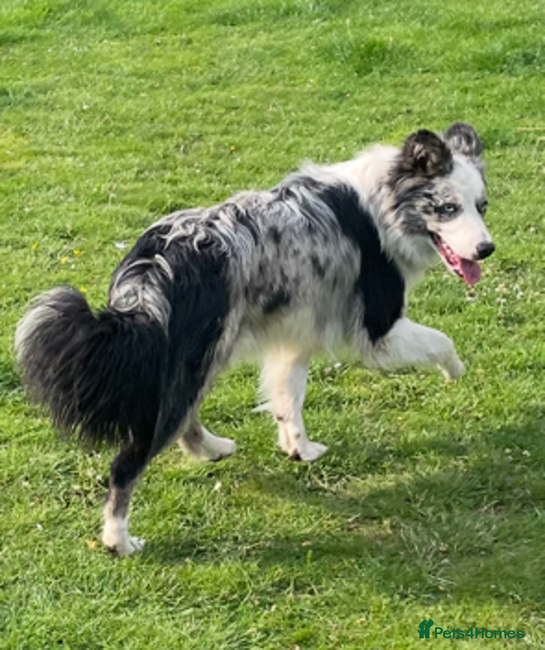 Border Collie dogs for stud: ISDS/KC Registered Blue Merle in Pontypool - Advert 1