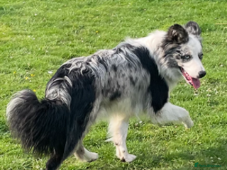 Border Collie dogs in Pontypool - Advert 15