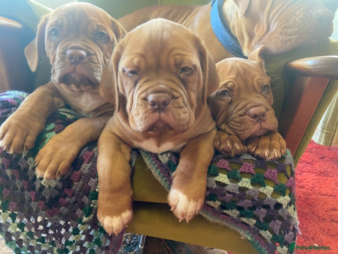 Dogue De Bordeaux dogs for sale: Dogue de Bordeaux 9 weeks old. Two girls, one boy - Image 4