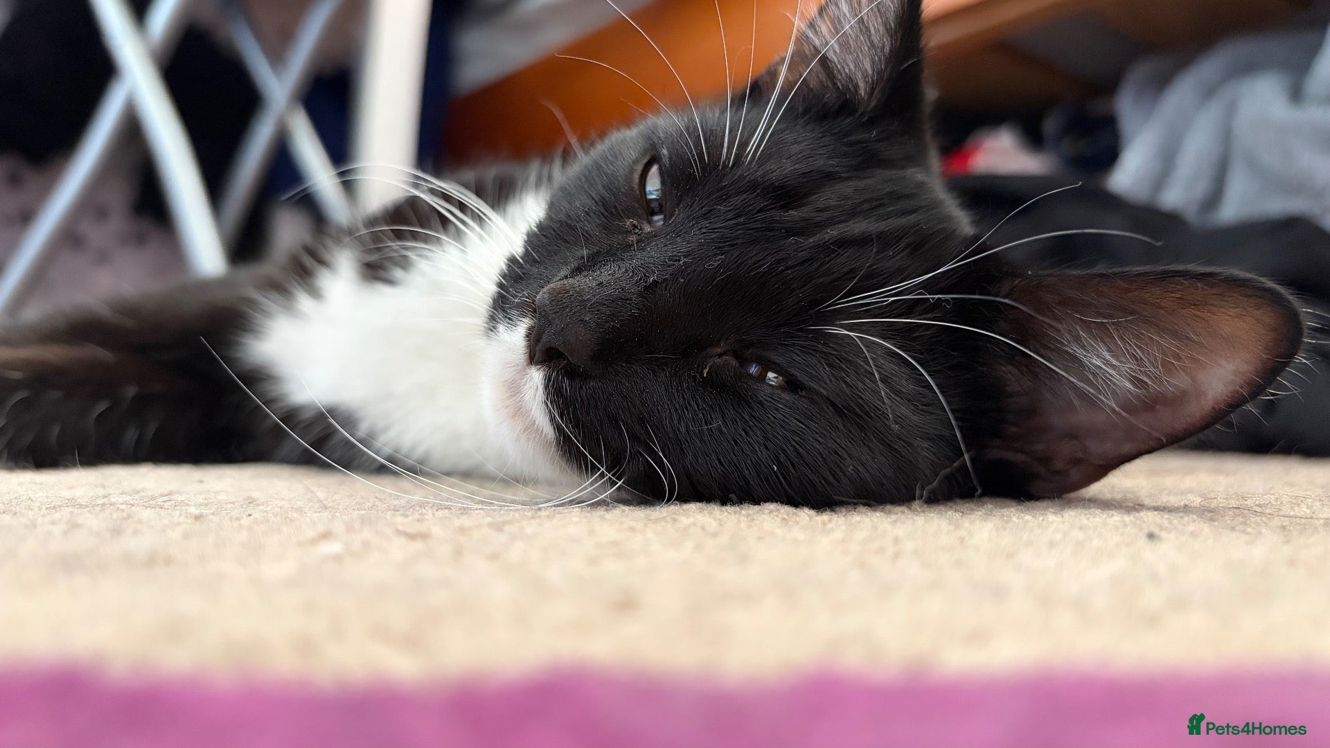 Mixed Breed cats Female 8 months tuxedo cat - Advert 1