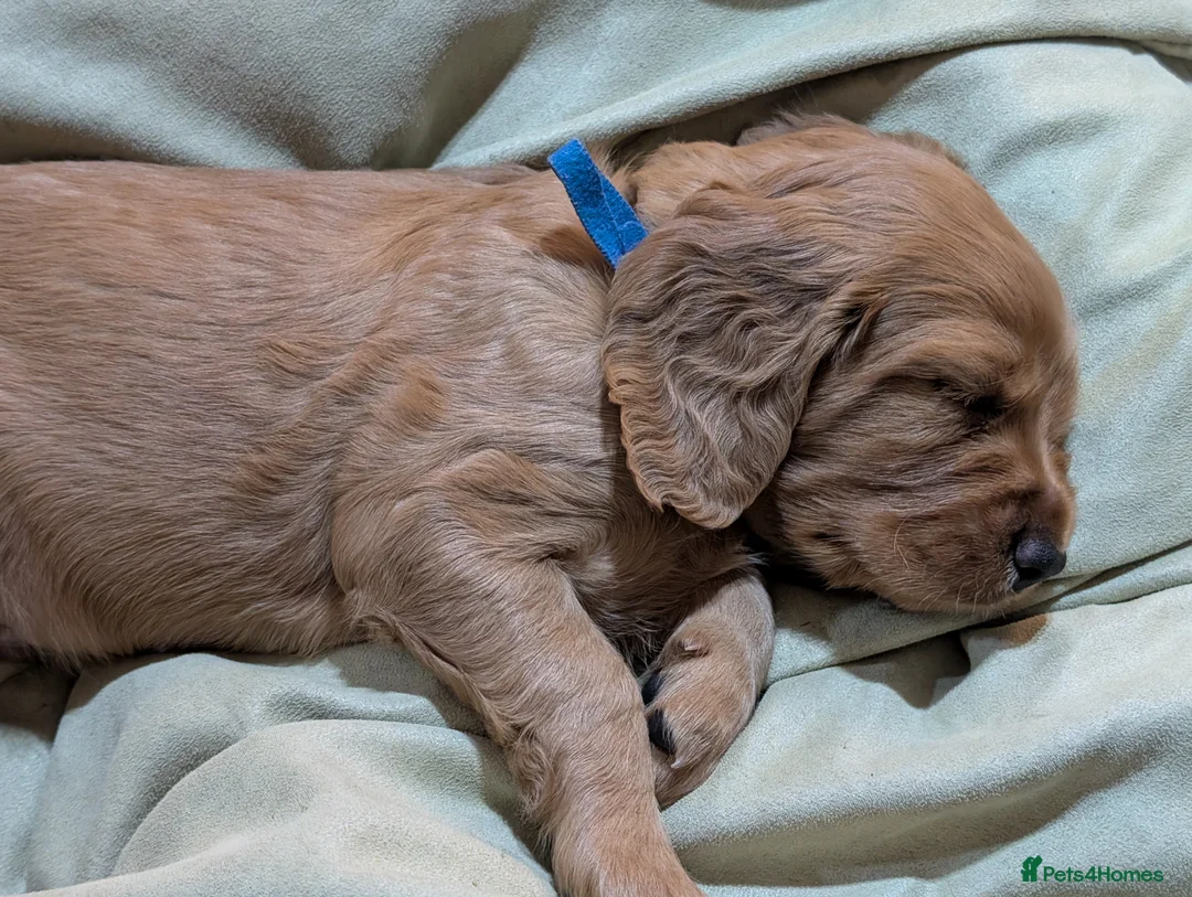 Cocker Spaniel dogs for sale: Adorable healthy Cocker Spaniel puppies - Advert 5