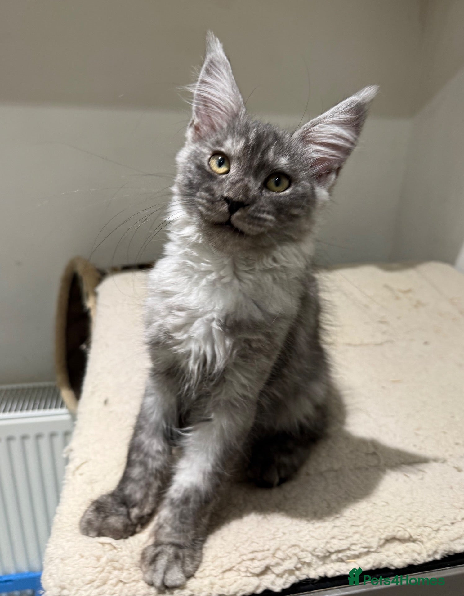 Maine Coon cats 🐈‍⬛Registered Maine Coons - Advert 12