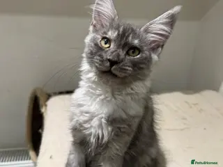 Maine Coon cats 🐈⬛Registered Maine Coons - Advert 12