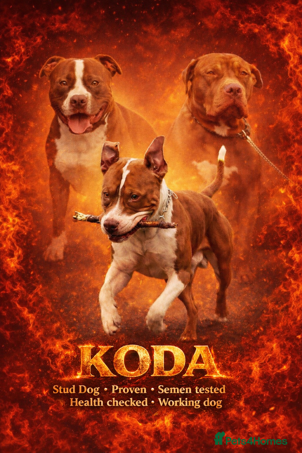 American Bully dogs Amstaff/Bully for stud - Advert 2