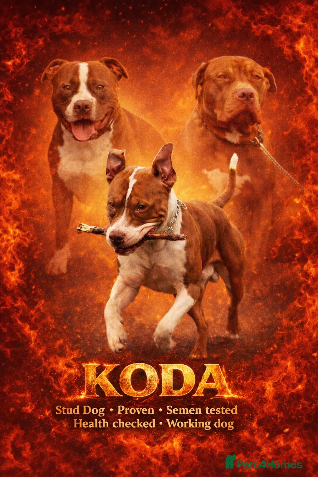 American Bully dogs for stud: Amstaff/Bully for stud - Advert 1