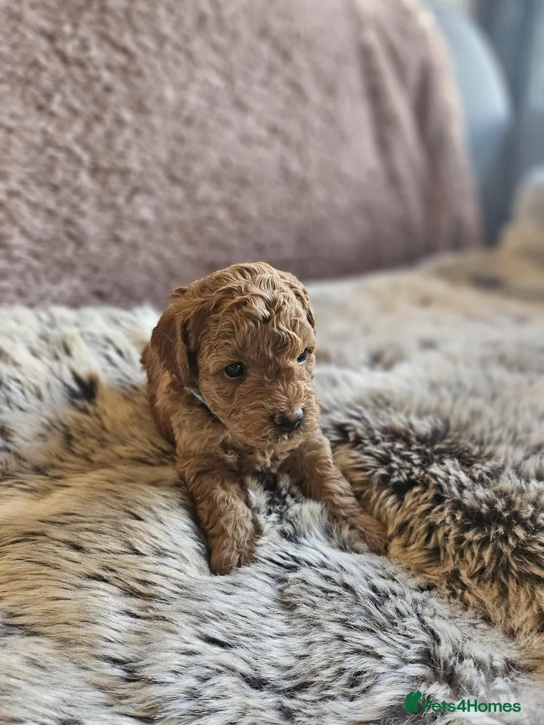 Mixed Breed dogs for sale: F1B Cockapoo Puppies – KC Toy Poodle Sired in Halifax - Advert 25