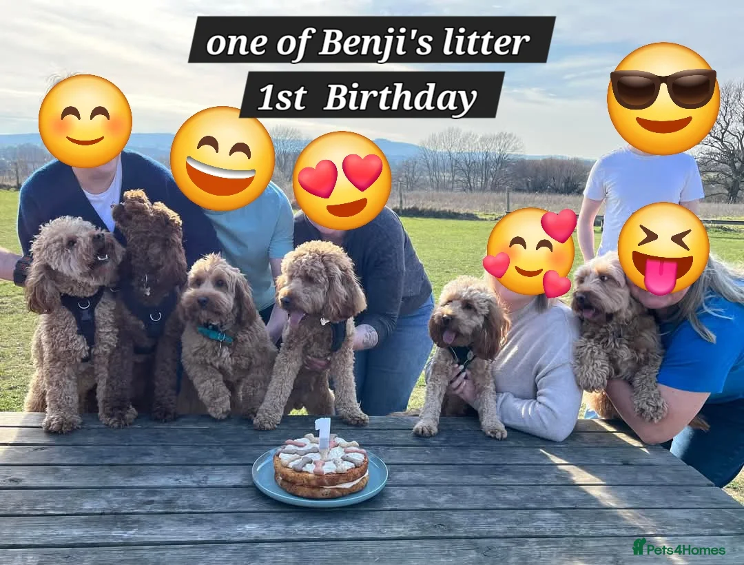 Cockapoo dogs for stud: F1 cocapoo well Proven extensively health tested in Bromley - Advert 8