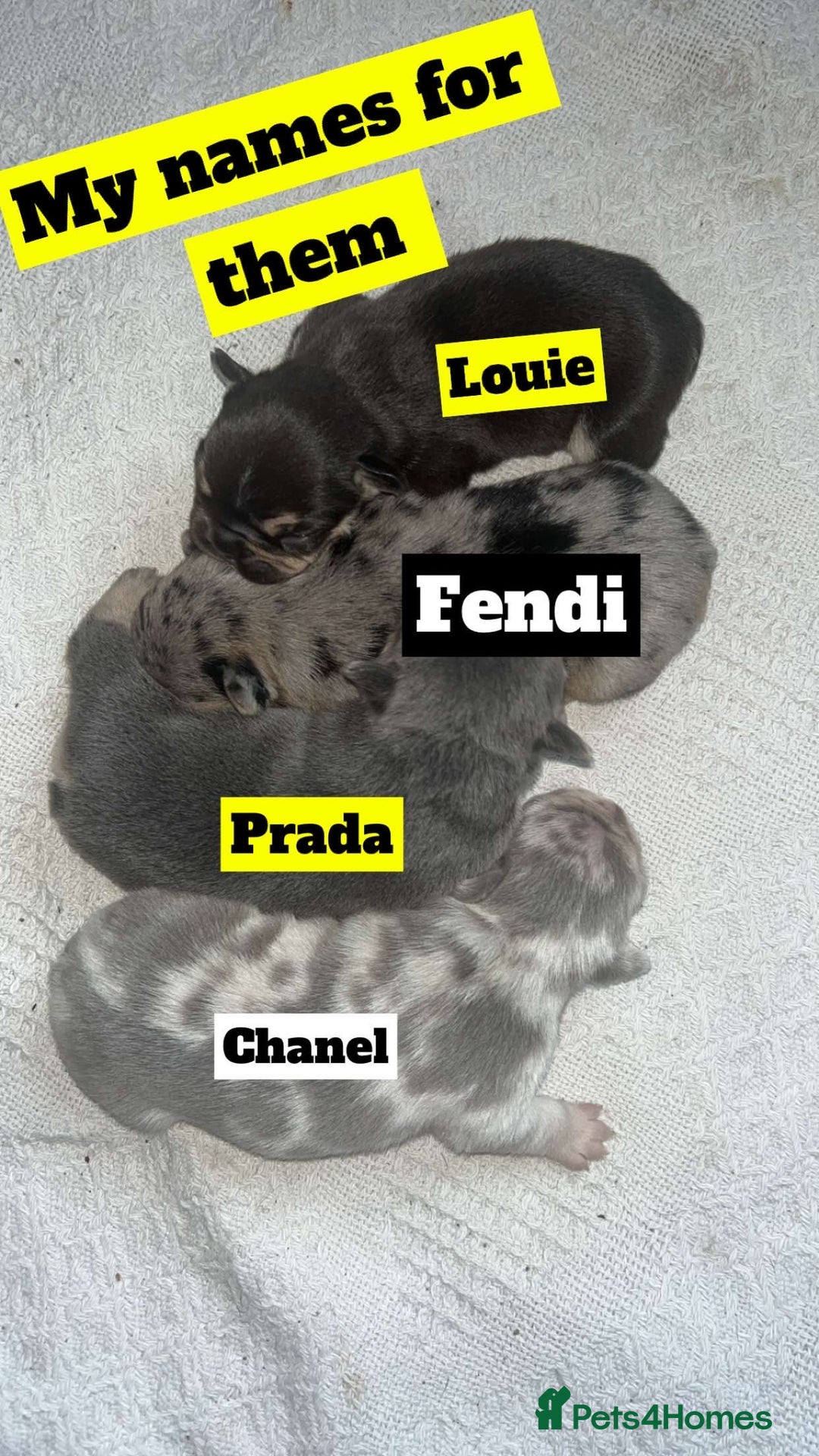 French Bulldog dogs for sale: French Bulldog Mix Fluffy Frenchie - Image 5