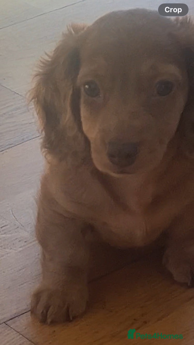 Miniature Dachshund dogs 2 beautiful long haired pups  - Advert 4
