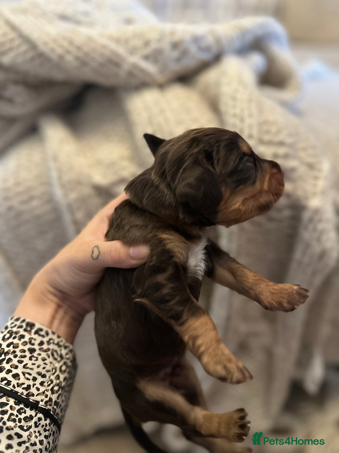 Cocker Spaniel dogs for sale: Stunning KC reg working cocker spaniel puppies  - Advert 9