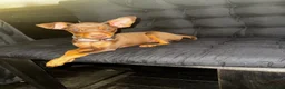 Miniature Pinscher dogs for sale: Male puppy min pin - Advert 5